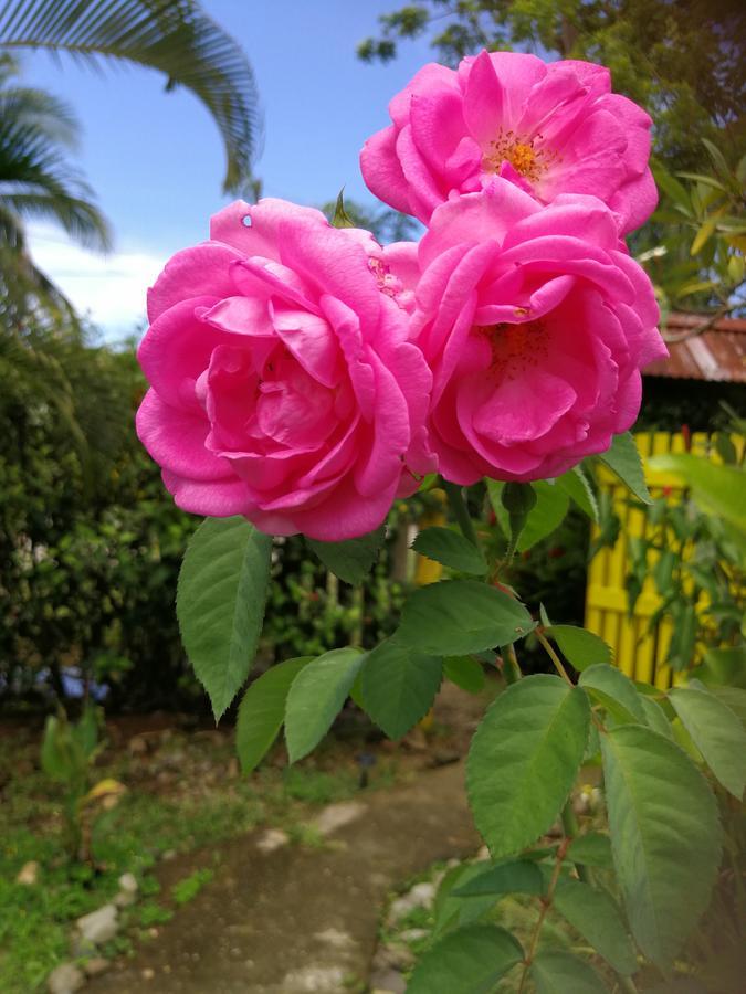 Secret Garden Hotel Cahuita Exterior foto